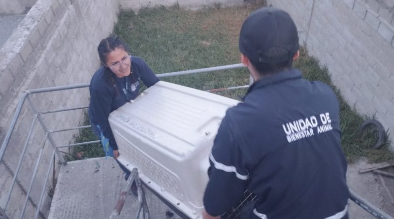 UBA retiró animal que atacó a niño en San Juan de Calderón