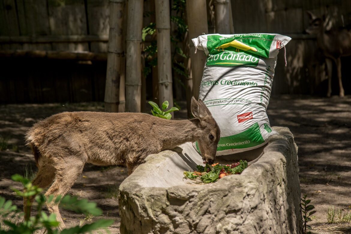 Una alianza por la conservación aporta para el bienestar de los animales del QuitoZoo