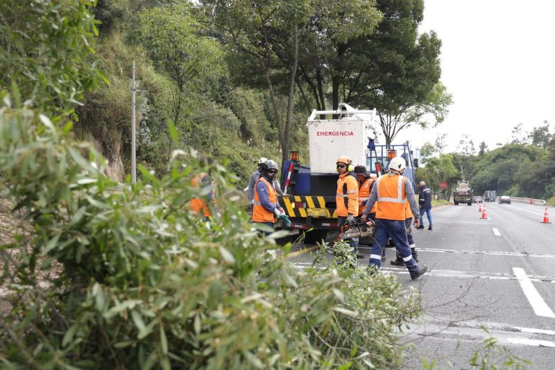 Municipio retirará 10 árboles en riesgo de caída en la av. Simón Bolívar